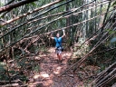 gibbon (33)